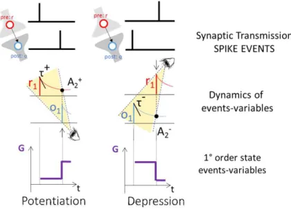 Figure 1.12: Pair-based STDP Learning rules: Long term Potentiation (LTP) is ahieved