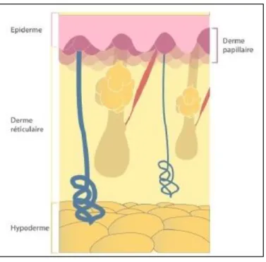 Figure 5 : Structure du derme [9] 