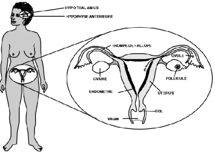 Figure 1- Schéma « Appareil génital de la femme » selon Mtawali, Intrah                                                                  