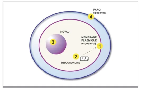 Figure 28 - Illustration des cibles d'action des antifongiques (71) 