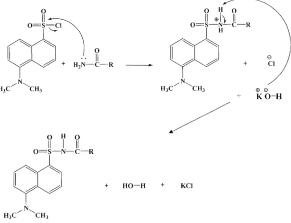 Figure  2.4  Mécanisme  de  dérivatisation des  amides primaires 