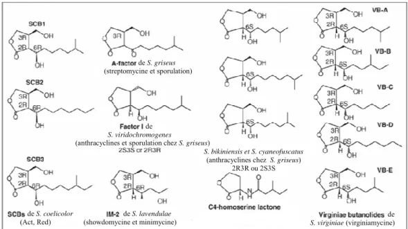 Figure  I-7  Structures  chimiques  des  γγγγ-butyrolactones  issues  de  Streptomyces  et  C4-homosérine  lactone issue de Pseudomonas aeruginosa