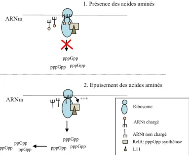 Figure I-9 Mécanisme de la réponse stringente chez E. coli d’après Takano et Bibb (1994)