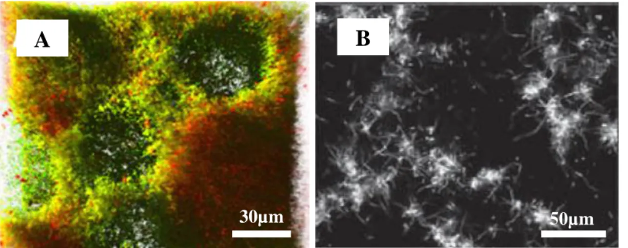 Figure  8 :  Observations  par  la  technique  MCBL  de  biofilms  de  L.  monocytogenes :  A)  Architecture  en  « nid  d’abeilles »  d’un biofilm coloré au Live/Dead® Bac Light™ et formé en condition statique durant 48h à 25°C sur verre (Guilbaud, et al.