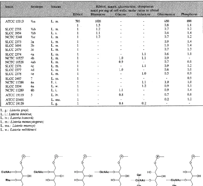 Tableau 2 : Quantification des composants des acides téichoïques de la paroi cellulaire selon le sérotype de Listeria  (Fiedler, 1988)