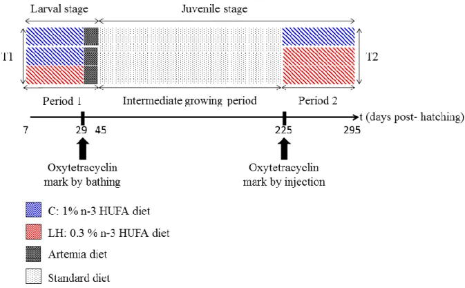 Figure 1: Experimental design for sea basses that were administered dietary treatment T1 during  Period 1 (at the larval stage), standard diet during the Intermediate Growing Period, and dietary  treatment T2 during Period 2 (at juvenile stage)