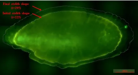 Figure 2: Mosaic image of an otolith of sea bass under UV light with the outline of its fluorescent  ring named initial shape and the outline of its final shape