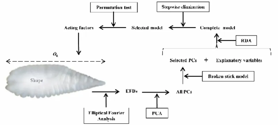 Figure  1:  Schematic  representation  of  the  sequence  of  steps  to  describe  otolith  shape  and  statistical analysis performed to identify factors affecting the otolith shape