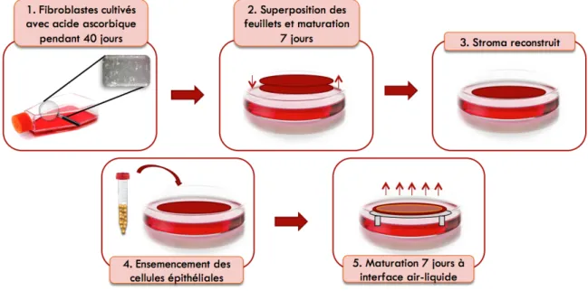 Figure 1.9 Reconstruction d’une cornée humaine selon la méthode d’auto-assemblage   Représentation  schématique  de  la  procédure  à  suivre  afin  de  reconstruire  une  cornée  humaine selon la méthode d’auto-assemblage développée par le LOEX