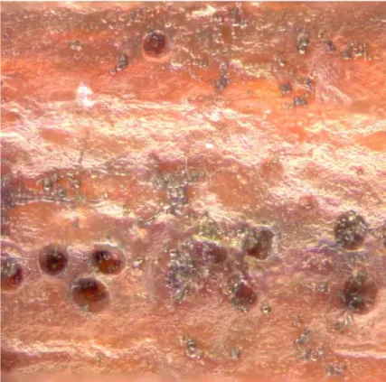 Figure 2.2 : Photo de la colonisation d'un revêtement translucide par une fungus à taches noires (x40) 
