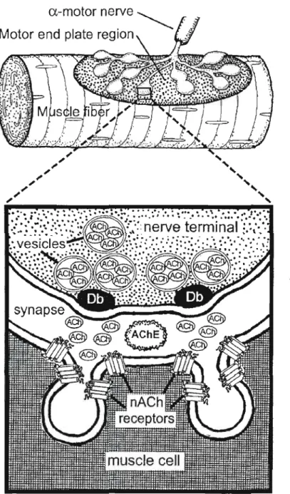 Figure 4 Diagram of the neuromuscular junction (adapted from McPartiand, 2004) 