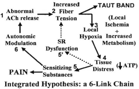 Figure  5:  Theoretical  model  of  the  development  of a  trigger  point  (adapted  from  Simons, 2004) 