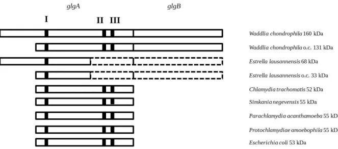 Figure 24 : Représentation schématique des différentes glycogène synthases chlamydiennes ainsi que  celle d’E.coli