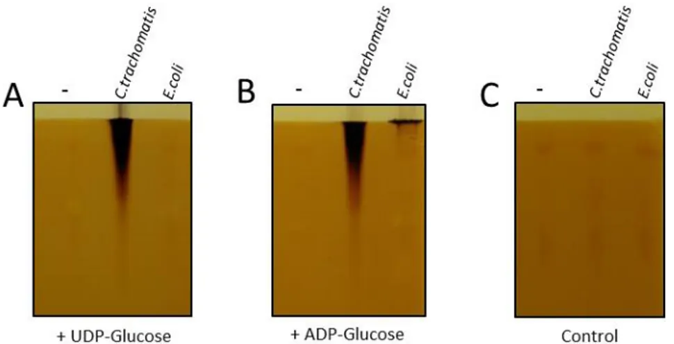 Figure 31 : Des extraits bruts de ΔGlgA contenant soit la synthase de C.trachomatis, soit celle d’E.coli  soit vide ont été fait migré sur gel de polyacrylamide contenant du glycogène, puis mis en présence  d’un  tampon  contenant  soit  de  l’ADP-glucose 