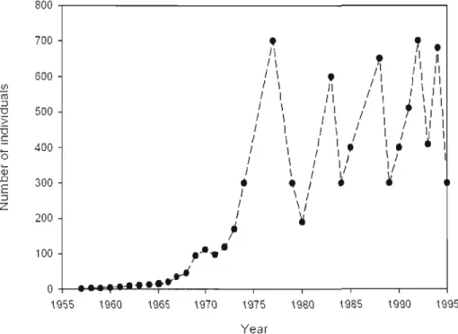 Figure  13  Number of individuals estimated  for  the  Kerguelen  mouflon  population