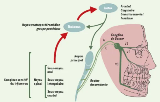 Figure 1: Schéma de l’organisation du complexe sensitif du trijumeau (2). 