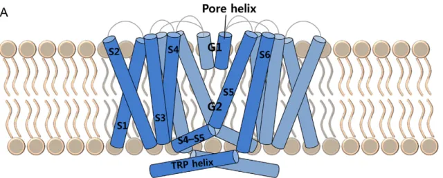 Figure 9: Schéma de la configuration fermée de TRPV1 (57). 