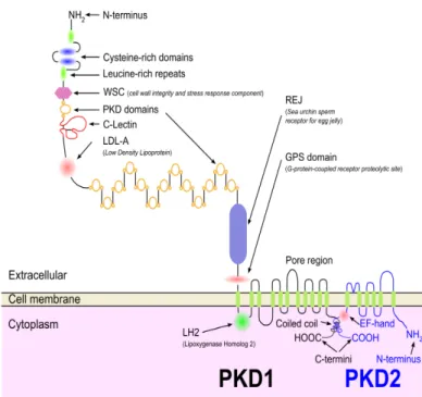 Figure 14: Schéma de la structure du complexe protéique TRPP2/PC1 (88). 