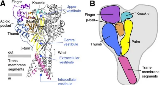 Figure 16: Schéma de la structure générale des récepteurs ASICs (95). 