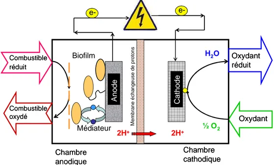 Fig  I.3  Schéma  d’une  pile  à  combustible  microbienne  avec  une  bioanode  et  une  cathode  abiotique à oxygène