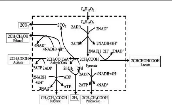 Fig I.4 Voies biochimiques de l’acidogénèse des carbohydrates (Aceves-Lara et al. 2008)