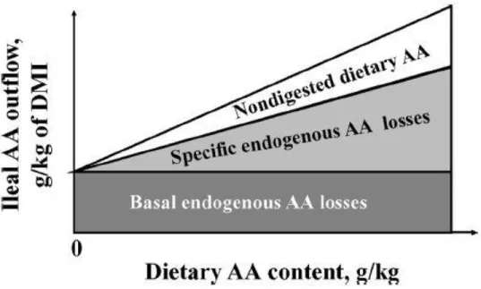 Figure 1-4 Répartition du flux iléal d’AA entre l’indigestible réel, la perte endogène basale et  spécifique (tiré de Stein et al., 2007)