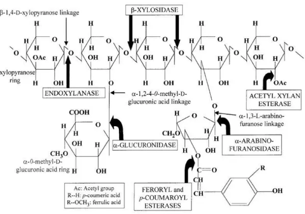 Figure 1-18 Structure du xylane végétale et des sites d'attaque des xylanases microbiennes (tiré  de Beg et al., 2001)