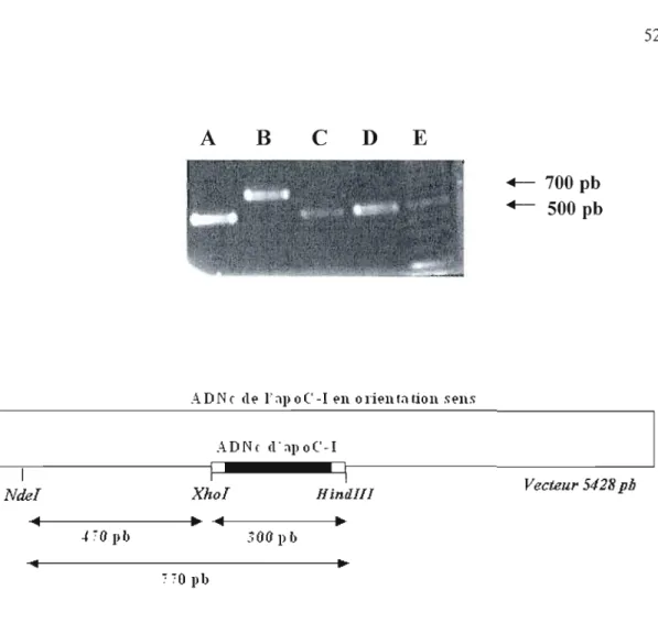 Figure 10  : Analyse de l'ADN du vecteur recombinant pcDNA 3.1_apoC-I. 