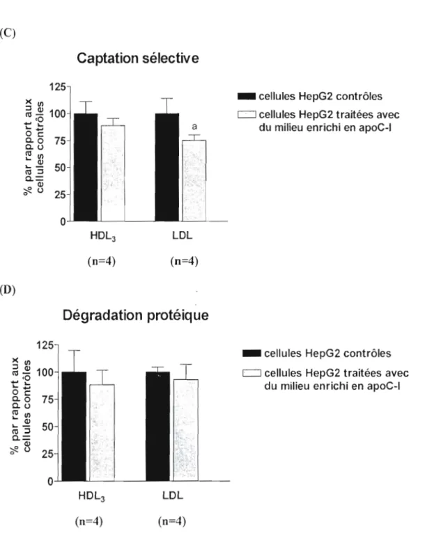 Figure  20  :  Effet  d'un  milieu  enrichi  en  apoC-I  sur  le  métabolisme  des  LDL  et  des  HDL)