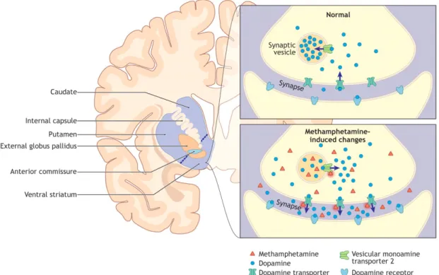 Figure 7: Illustration schématique du mécanisme pharmacologique de la méthamphétamine au niveau cérébral