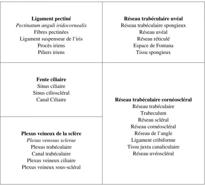 Tableau 1 : Synonymie des différents termes désignant les régions de l’angle irido- irido-cornéen chez le chat 