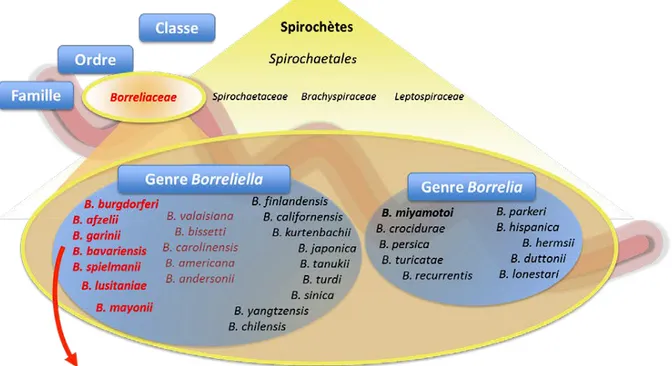 Figure 1 : Nouvelle classification des spirochètes. D'après Schramm et al, 2013. (4) 