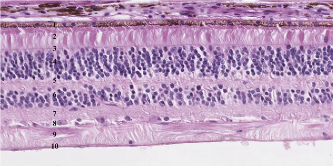 Figure 6 Schéma de la rétine. La lumière traverse plusieurs couches de cellules nerveuses et  gliales (ganglionnaires, amacrines, bipolaires, horizontales, Müller) avant d'atteindre les  photorécepteurs (cônes et bâtonnets) et ensuite l'épithélium pigmenta