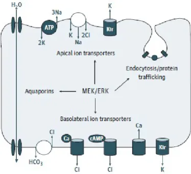 Figure 34 Rôles hypothétiques de MEK/ERK (13) 