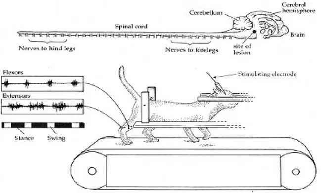 Figure 3. Diagramme expérimental de stimulation électrique du mésencéphale chez le  chat décérébré 
