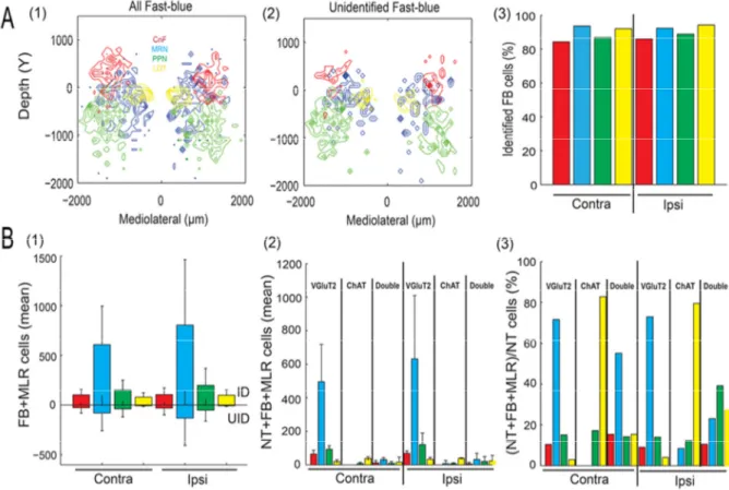 Figure  20.  Quantification  stéréologique  des  neurones  de  la  MLR  marqués  rétrogradement chez les souris contrôles « Sham » 