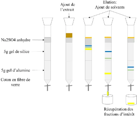 Figure 15: Les étapes de séparation/purification des extraits sur colonne chromatographique