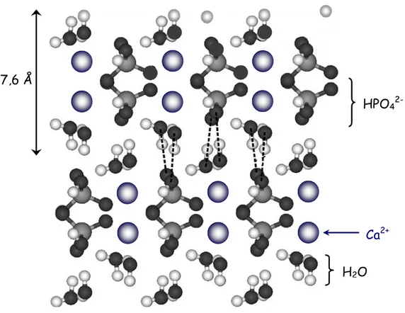 Figure I-1 : Projection sur la face (010) de la structure cristallographique du DCPD ; les  pointillés représentent certaines liaisons hydrogène, d’après [Arsic et coll., 2004]