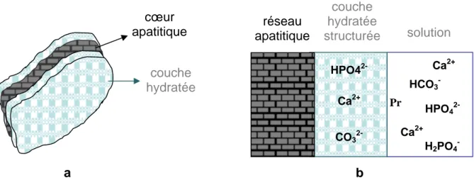 Figure I-8 : Schémas des nanocristaux d’apatite présentant la couche hydratée structurée de  surface : a)