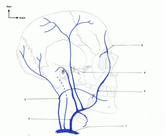 Figure 16 Photographie de la veine jugulaire externe et ses branches collatérales 
