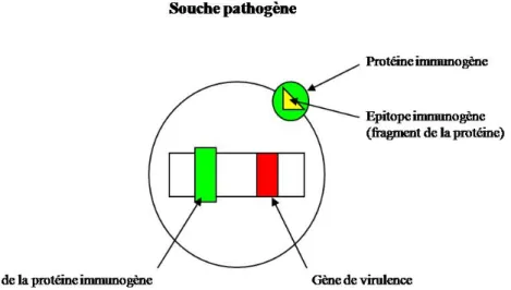 Figure 1 : Classification des vaccins conventionnels et recombinants  Vaccins vivants  