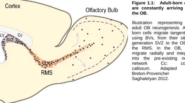 Figure  1.1:     Adult-born  cells  are  constantly  arriving  into  the OB.  