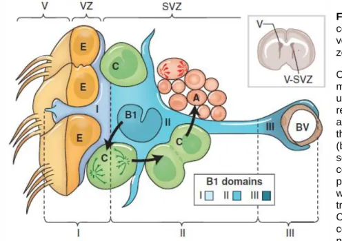 Figure  1.2:  Cellular  composition  of  the  ventricular–subventricular  zone (V-SVZ)