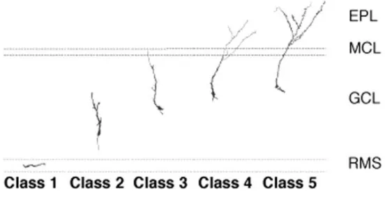 Figure 1.3: Morphogenesis of adult-born GCs in the OB.  