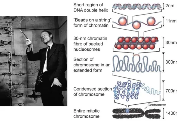 Figure 1.7: a. DNA 3D model by Watson and Crick’s in 1953. b. Scale of the DNA structure 