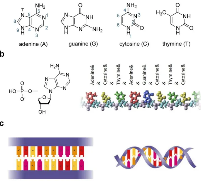 Figure 1.8: Assembly of the DNA structure. a. Molecular structure of the four DNA bases: 