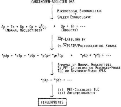 Figure 1.14: Principle of the  32 P post-labelling [33] 