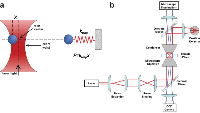Figure 1.18: Optical tweezers principle for DNA analysis. a. Force calculation. b. Schematic  implementation 