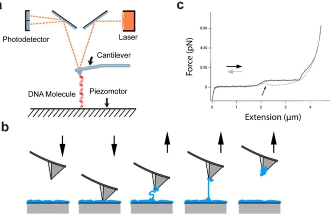 Figure 1.20: Atomic Force Spectroscopy principle for DNA analysis a. Atomic force  microscopy principle for DNA analysis