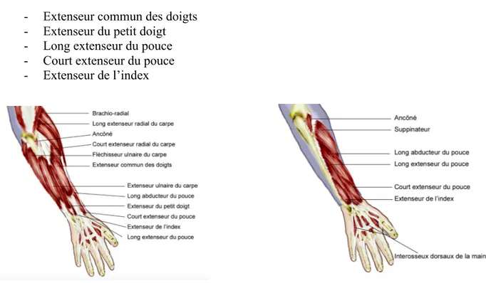 Figure 18 : Placement des muscles extenseurs dans l’avant-bras [Teitarc.com].	